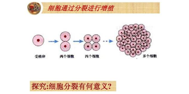 苏州b细胞增殖教学视频
