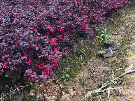 北京造型红花继木球种植