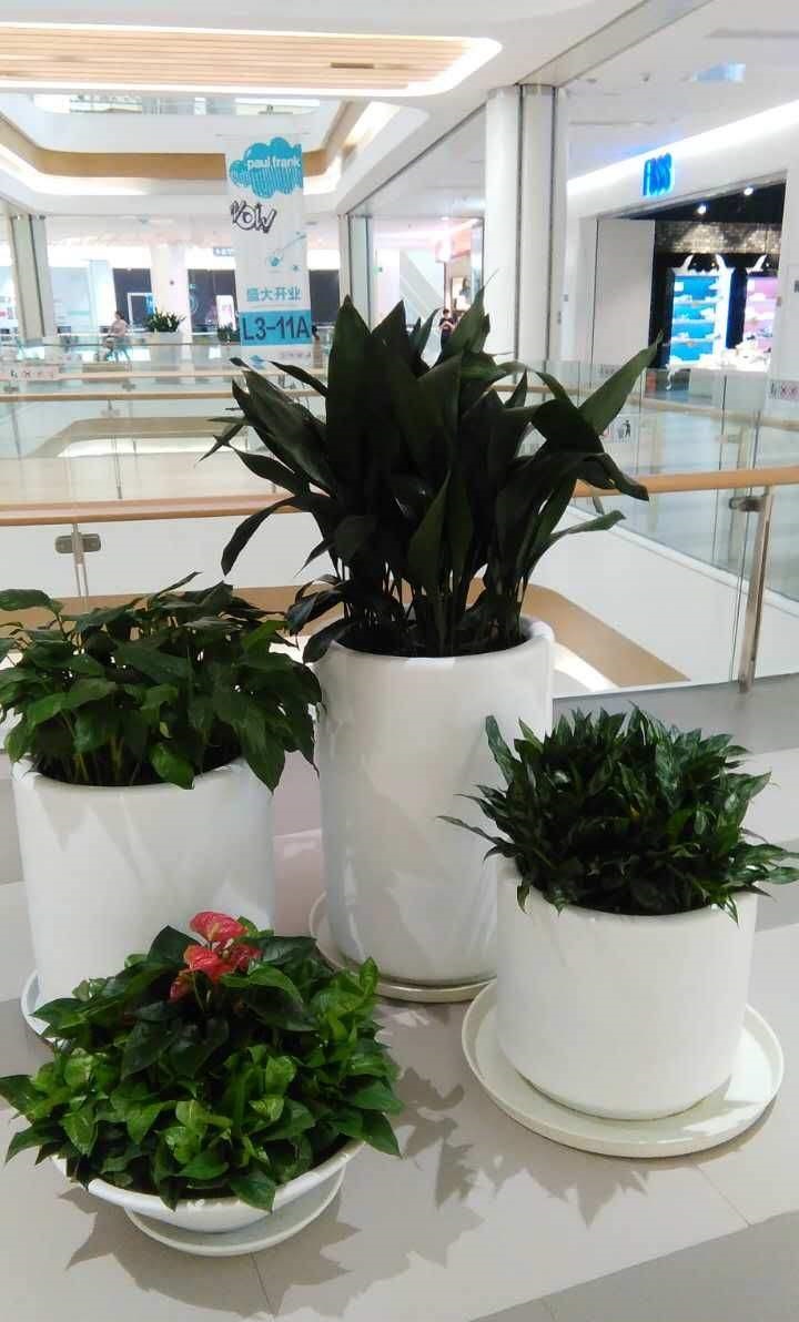 王家墩婚纱摄影绿植方案设计