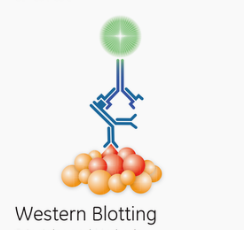 广西膜蛋白Western Blot实验外包 欢迎咨询 上海朝瑞生物科技供应