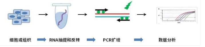 上海lncRNA荧光定量PCR检测服务 欢迎咨询 上海朝瑞生物科技供应