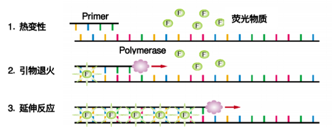 天津基因表达荧光定量PCR分析服务,荧光定量PCR