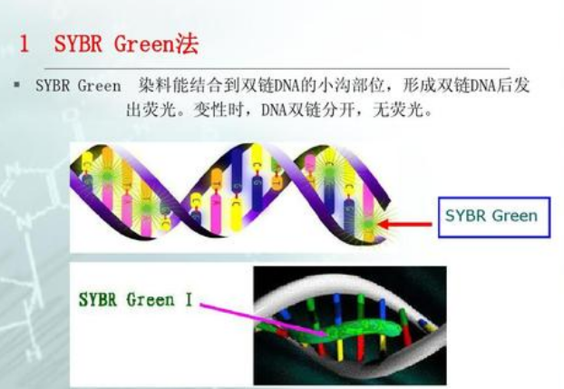 天津siRNA荧光定量PCR课题承包,荧光定量PCR