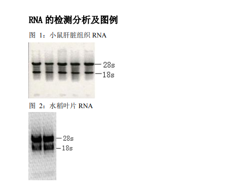 上海9分钟完成RNA提取试剂盒QQ 804036498 来电咨询 上海朝瑞生物科技供应