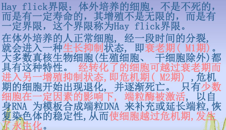 北京抑*基因细胞永生化,细胞永生化