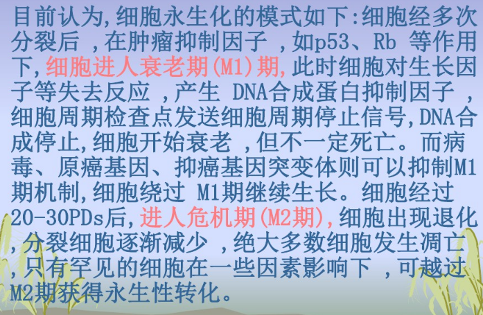 天津端粒法细胞永生化,细胞永生化