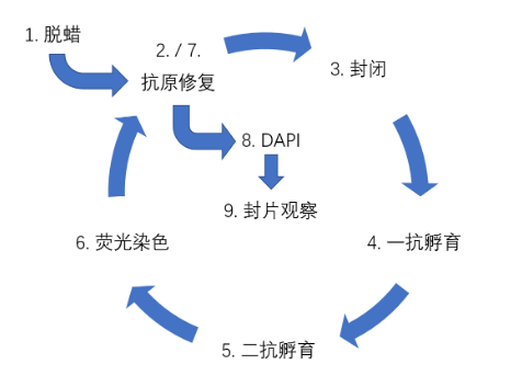 天津多标记免疫组化实验服务,免疫组化