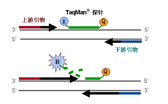 上海微生物菌种定向改良实验服务 欢迎咨询 上海朝瑞生物科技供应