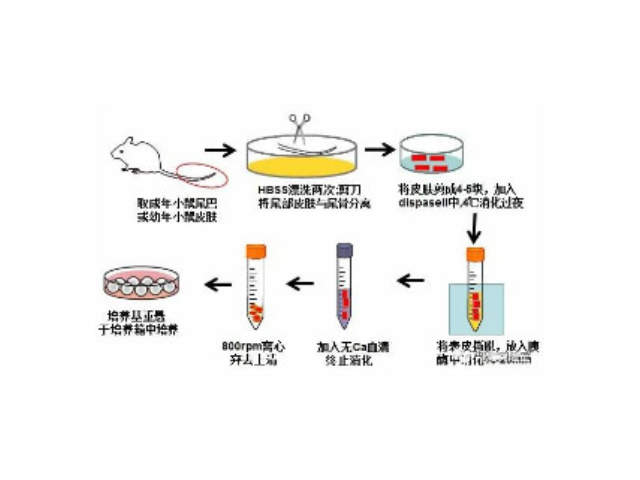 湖南正規EdU細胞增殖檢測試劑盒,EdU細胞增殖檢測試劑盒