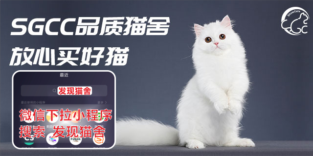 河南品种猫买猫贵吗