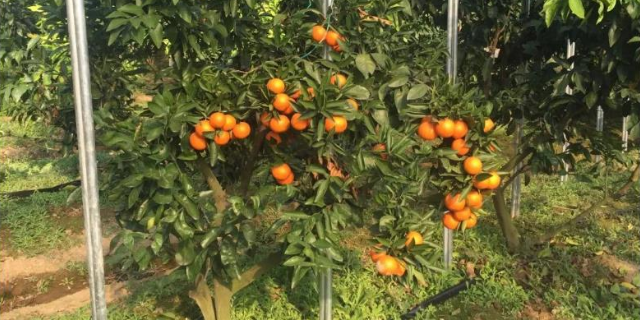 红美人柑橘是雌雄同株,大棚和露地红美人萌动期均为2月下旬,大棚比