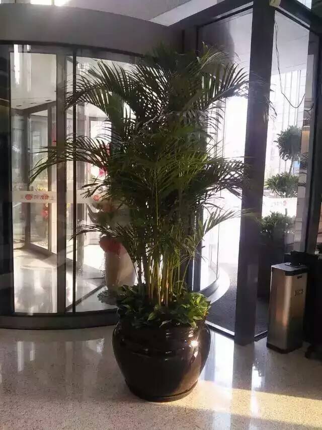 石狮花卉养护,绿植