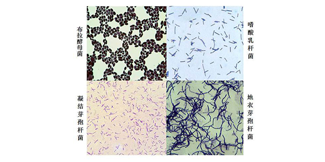 农药地衣芽孢杆菌检测 值得信赖 山东得和明兴贸易供应