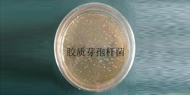 **胶冻样芽孢杆菌的用途和特点