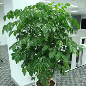 梁溪区花园改造绿化养护 值得信赖「无锡宝弘成园林景观工程供应」