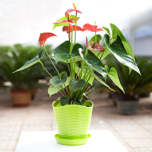 宜兴花园改造绿化养护服务商 客户至上「无锡宝弘成园林景观工程供应」