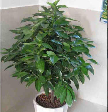 新吴区室内绿植租赁分析 值得信赖「无锡宝弘成园林景观工程供应」