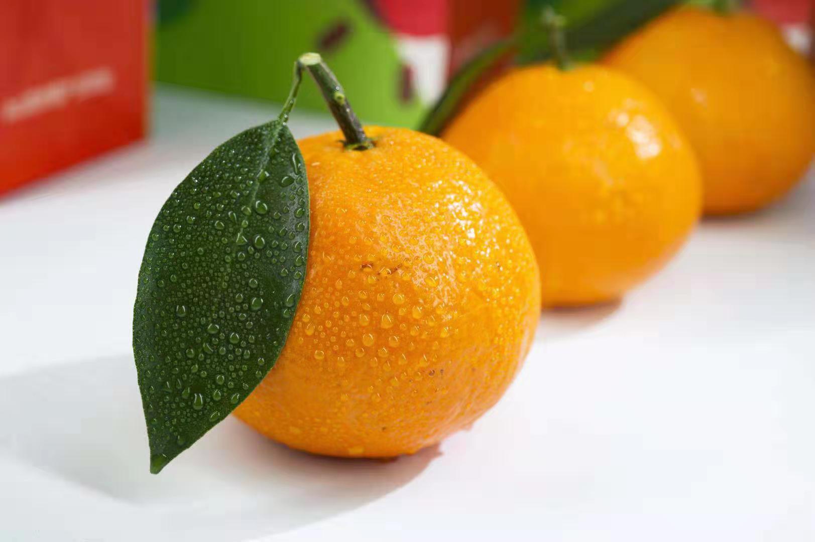 柑橘摄影图__水果_生物世界_摄影图库_昵图网nipic.com