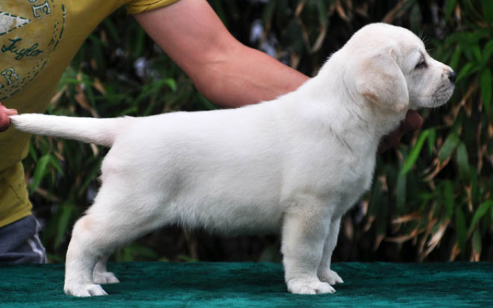 青岛哪里能买到纯种拉布拉多犬,拉布拉多