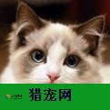 河北专业宠物人才招聘网站 诚信服务 上海乾枫人力资源供应