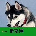 黑龙江官方宠物行业招聘信息 诚信服务 上海乾枫人力资源供应