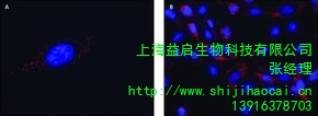 上海益启生物科技有限公司