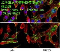 上海 GAPDH抗体 益启供