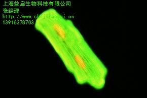 上海益启生物科技有限公司