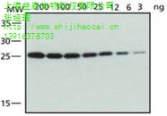 上海益启生物科技有限公司