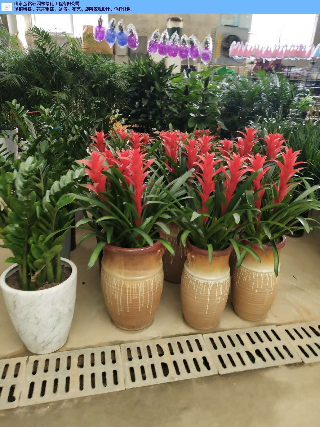 临沂办公室绿植租摆公司