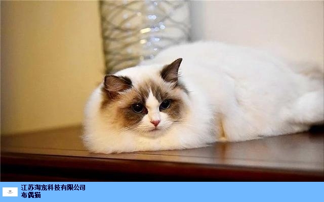 扬州双色布偶猫价格 江苏淘宠科技供应