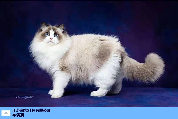 浙江賽級布偶貓的價格 江蘇淘寵科技供應