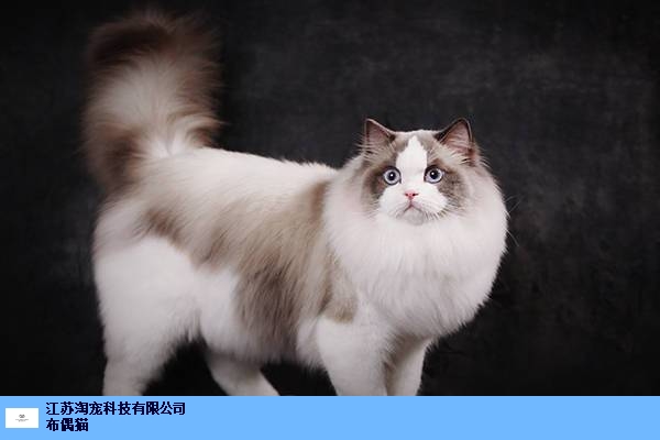 上海賽級布偶貓舍賺錢嗎,布偶貓