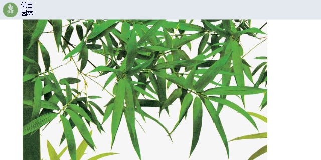 贵州凤尾竹货源充足