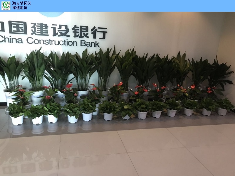 办公绿植租摆场,绿植租摆