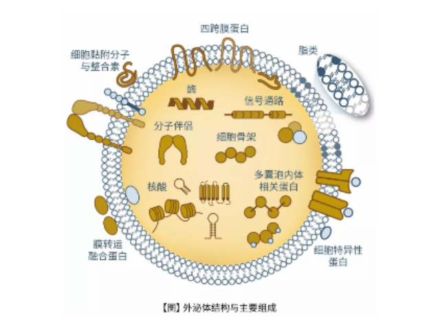 郑州正规外泌体提取试剂厂家批发价