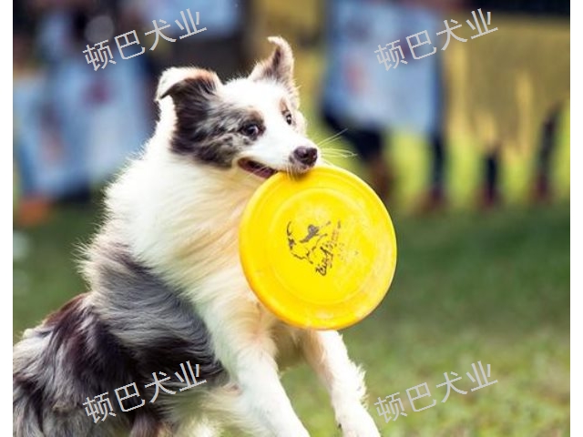 昆明附近高级训犬学费多少钱,训犬