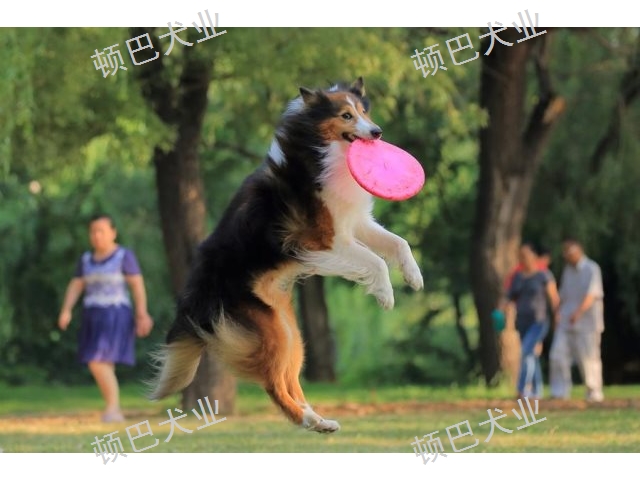 昆明附近**训犬口令 欢迎咨询 昆明顿巴训犬训犬师培训供应